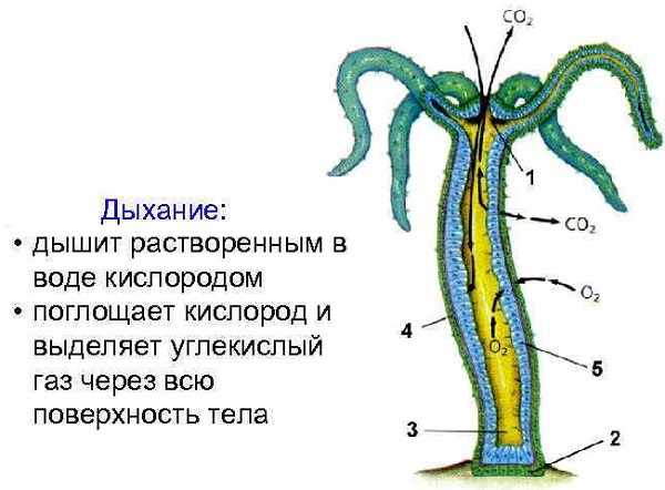 Kra26at